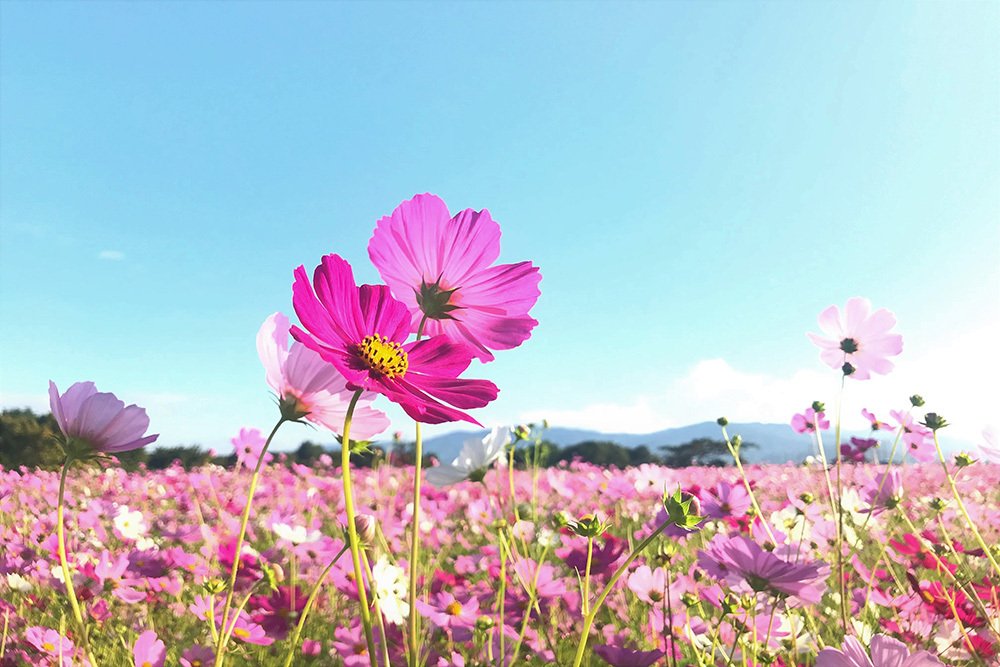 🏛️ 쿠니노미야 궁터 - 내리 지구 (구니노미야아토 다이리치쿠) 이미지 2